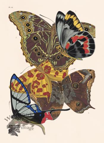 Seguy Butterfly 15